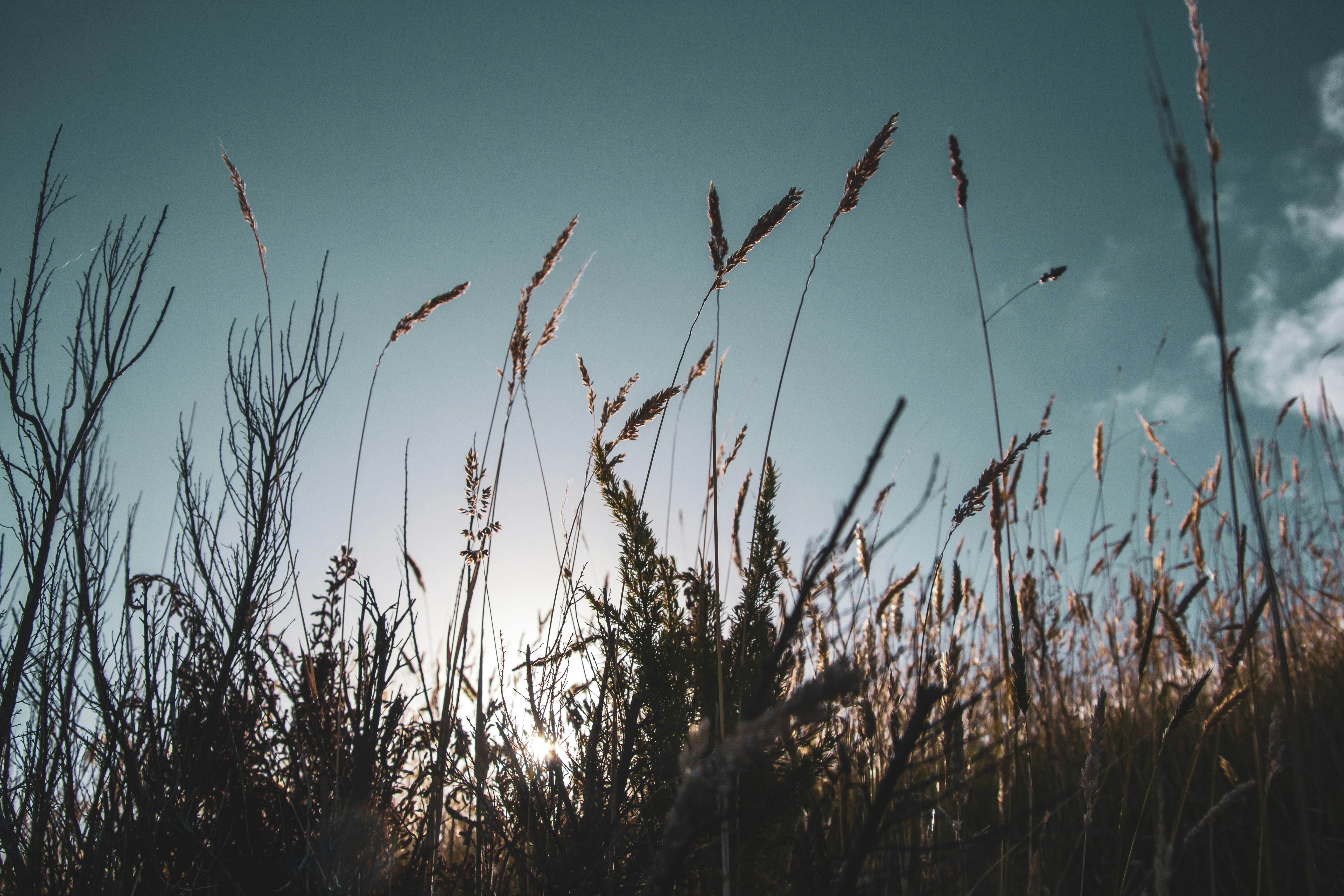 Foppo Wolthers – Country and more